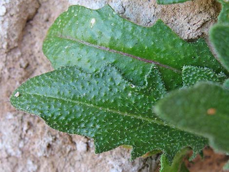 African Mustard (Malcolmia africana)