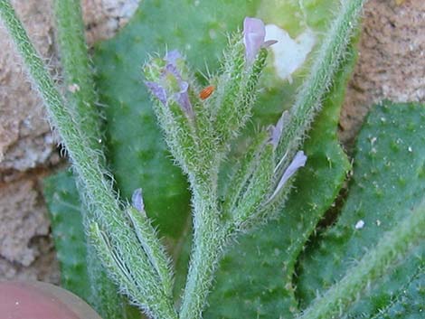 African Mustard (Malcolmia africana)