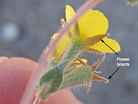 Whitestem Blazingstar (Mentzelia albicaulis)