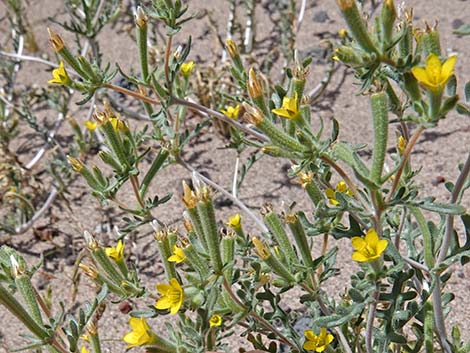 Whitestem Blazingstar (Mentzelia albicaulis)