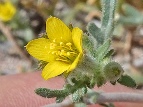 Whitestem Blazingstar (Mentzelia albicaulis)