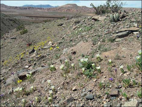 Whitebract Blazingstar (Mentzelia involucrata)