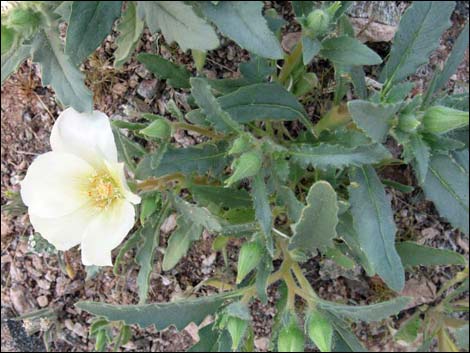 Whitebract Blazingstar (Mentzelia involucrata)