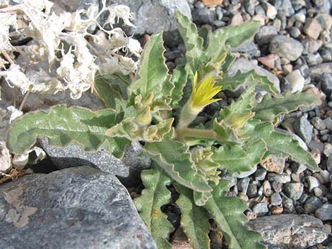 Reflexed Blazingstar (Mentzelia reflexa)