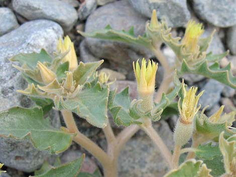 Reflexed Blazingstar (Mentzelia reflexa)