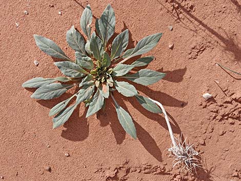 Birdcage Evening Primrose (Oenothera deltoides)