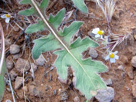 Desert Evening Primrose (Oenothera primiveris)