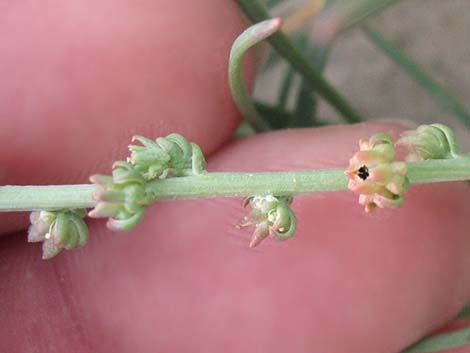 Lineleaf Whitepuff (Oligomeris linifolia)