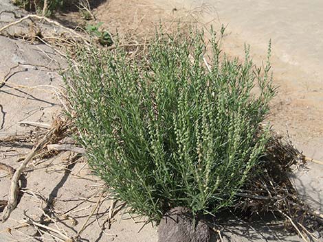 Lineleaf Whitepuff (Oligomeris linifolia)