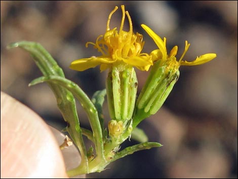 Manybristle Chinchweed (Pectis papposa)