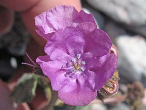 Caltha-leaf Phacelia (Phacelia calthifolia)