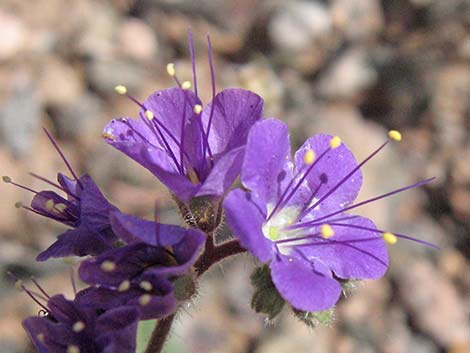 Notch-leaf Phacelia (Phacelia crenulata)