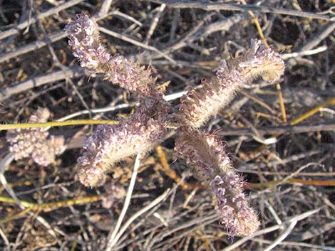 Notch-leaf Phacelia (Phacelia crenulata)