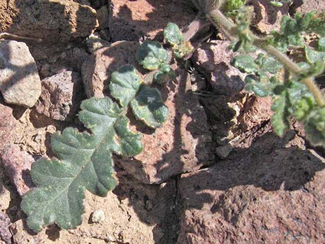 Notch-leaf Phacelia (Phacelia crenulata)