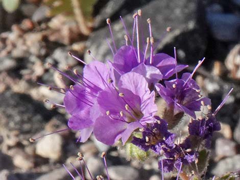 Notch-leaf Phacelia (Phacelia crenulata)