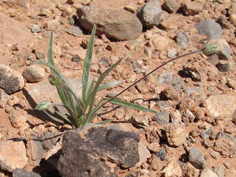 Desert Indianwheat (Plantago ovata)