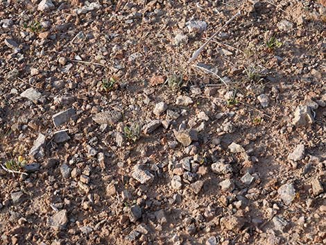 Desert Indianwheat (Plantago ovata)