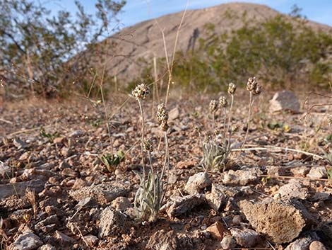 Desert Indianwheat (Plantago ovata)