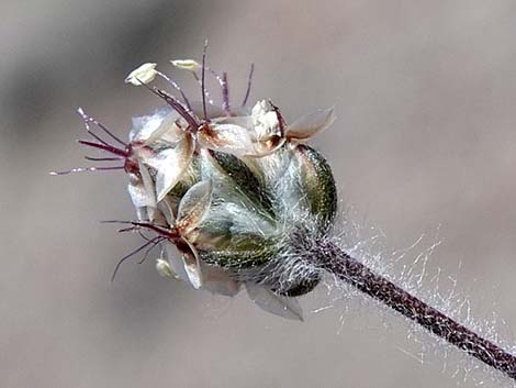 Desert Indianwheat (Plantago ovata)