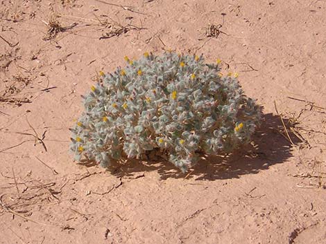 Hairybeast Turtleback (Psathyrotes pilifera)