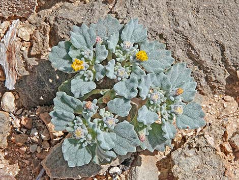 Velvet Turtleback (Psathyrotes ramosissima)