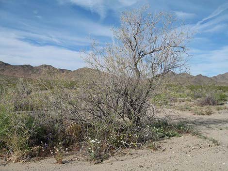 Desert Chicory (Rafinesquia neomexicana)