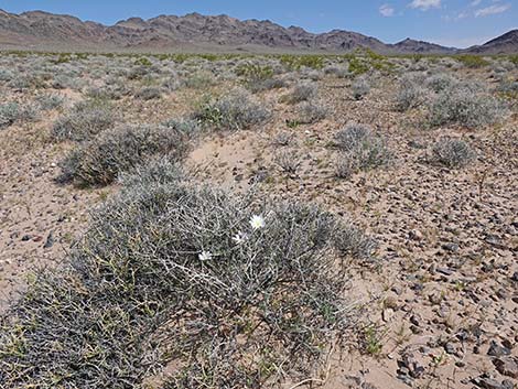 Desert Chicory (Rafinesquia neomexicana)