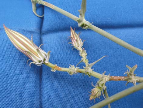 Desert Chicory (Rafinesquia neomexicana)