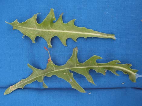 Desert Chicory (Rafinesquia neomexicana)