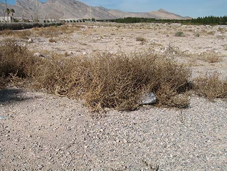 Prickly Russian Thistle (Salsola paulsenii)