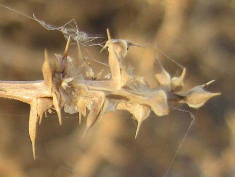 Prickly Russian Thistle (Salsola paulsenii)