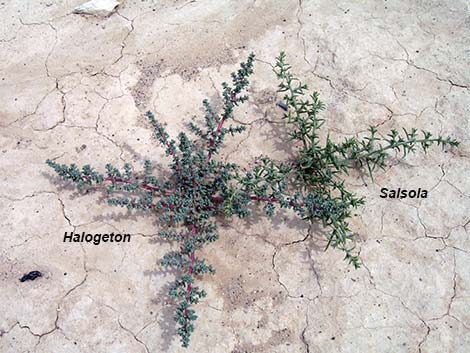 Prickly Russian Thistle (Salsola paulsenii)