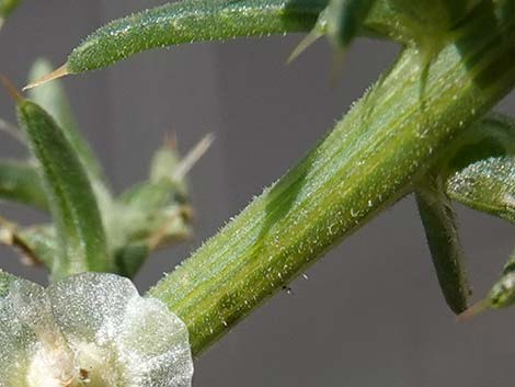 Prickly Russian Thistle (Salsola paulsenii)