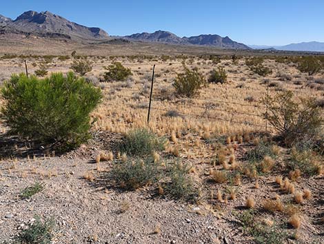 Prickly Russian Thistle (Salsola tragus)