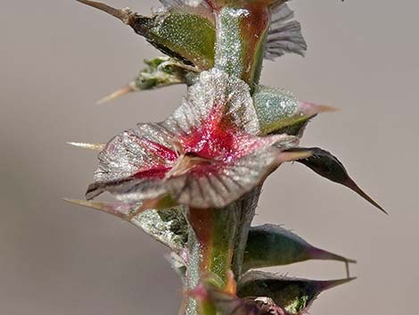 Prickly Russian Thistle (Salsola tragus)