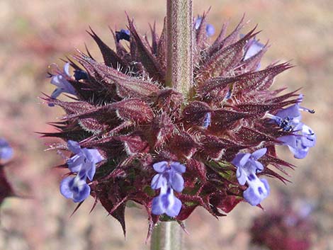 Chia (Salvia columbariae)