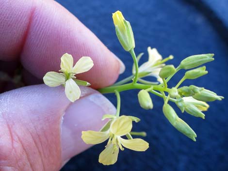 Tall Tumblemustard (Sisymbrium altissimum)