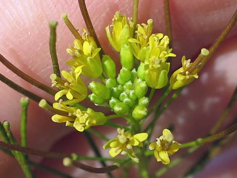 London Rocket Mustard (Sisymbrium irio)