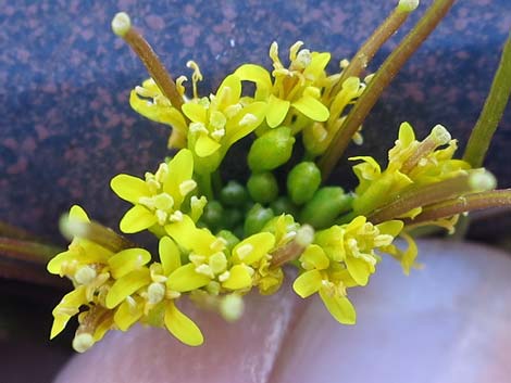 London Rocket Mustard (Sisymbrium irio)