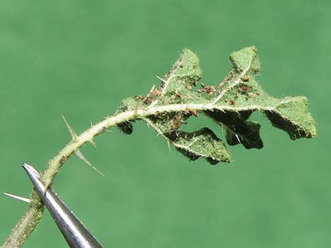 Buffalobur Nightshade (Solanum rostratum)