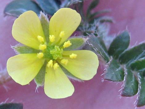 Puncturevine (Tribulus terrestris)