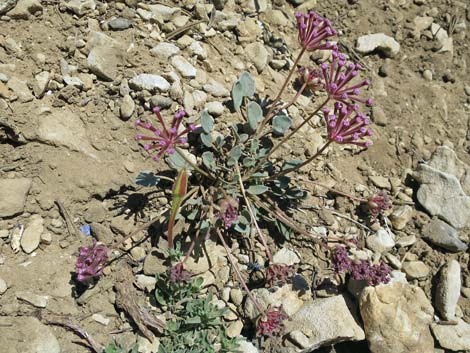 Coville's Dwarf Sand Verbena (Abronia nana var. covillei)