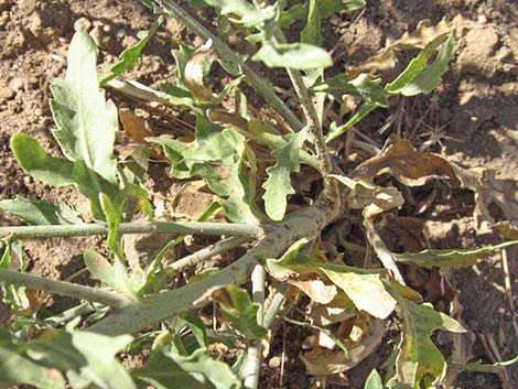 Russian Knapweed (Acroptilon repens)