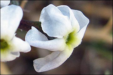 Woolly Bluestar (Amsonia tomentosa)