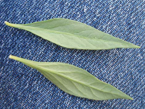 Woolly Bluestar (Amsonia tomentosa)