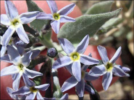 Woolly Bluestar (Amsonia tomentosa)