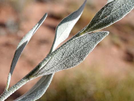 Woolly Bluestar (Amsonia tomentosa)