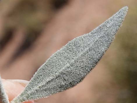 Woolly Bluestar (Amsonia tomentosa)