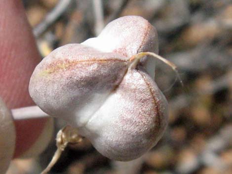 Pink Funnel Lily (Androstephium breviflorum)