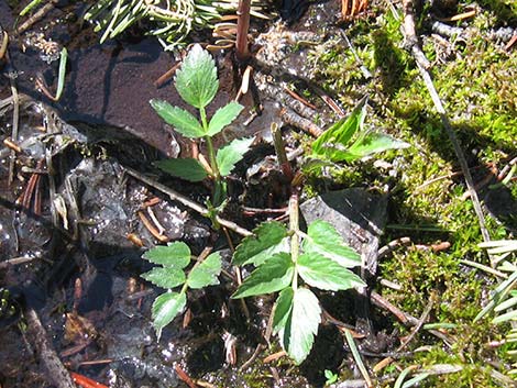 King's Angelica (Angelica kingii)